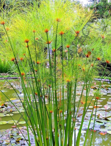Cyperus papyrus Paper Reed Sedge Exotic Aquatic Flowering Plant