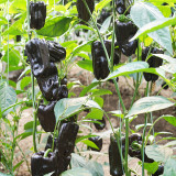 Purple Jiangsu Pepper Seeds