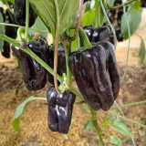 Purple Jiangsu Pepper Seeds