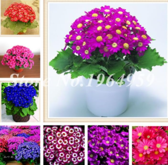 Mix Colors Pericallis Seeds Beautifying Balcony of Flower Pericallis Hybrida