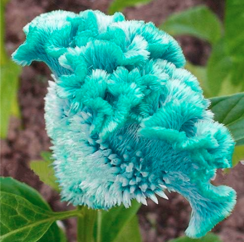 Cockscomb (Celosia Spicata) Seed Flower Seed Potted Plants for Home Garden - (Color: 6)