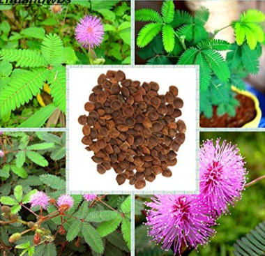 mimosa balcony Seed tree flower pudica funny Sensible Foliage Plant Seeds