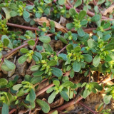 Dutch Purslane Seeds