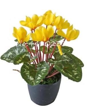 Cyclamen Seed Mixed Indoor Potted Flower Plants