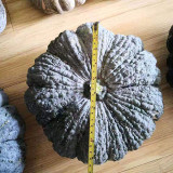 Honey Black No.2 Pumpkin Seeds