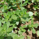 Dutch Purslane Seeds