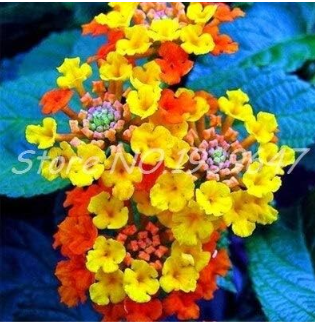 Lantana Camara Plant Five Color Outdoor Mix Seeds