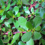 Dutch Purslane Seeds