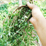 Dutch Purslane Seeds