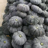 Honey Black No.2 Pumpkin Seeds