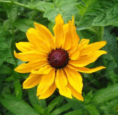 Rudbeckia Hirta Seed Rare Chinese Summer Rudbeckia Laciniata Family