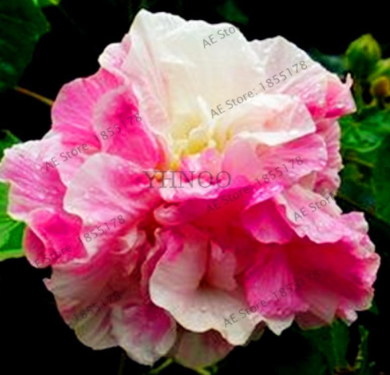 Hibiscus Plantas,Hibiscus mutabilis flower Perennial Flower Seeds