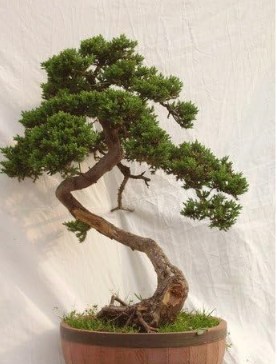 Rare Microbiota Decussata Siberian Carpet Cypress Arborvitae Flower