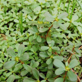 Dutch Purslane Seeds