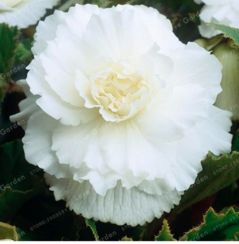 Begonia Seed Malus Spectabilis Potted Seed Rare Balcony Patio Flower Seed for Home Garden Planting Easy to Grow - (Color: 3)