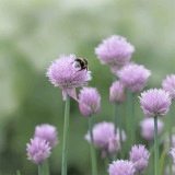 Allium schoenoprasum Seeds