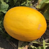 Hongyu Muskmelon Seeds