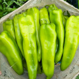 Ruila Spicy Goat's Horn Pepper Seeds