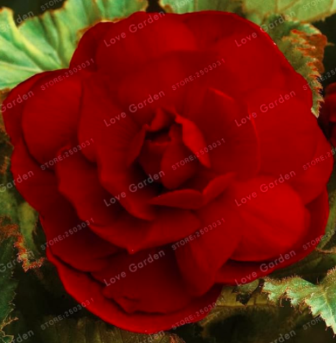 Begonia Seed Malus Spectabilis Potted Seed Rare Balcony Patio Flower Seed (Color: 2)