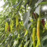 Ruila Spicy Goat's Horn Pepper Seeds