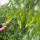 Ruila Spicy Goat's Horn Pepper Seeds