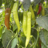 Ruila Spicy Goat's Horn Pepper Seeds