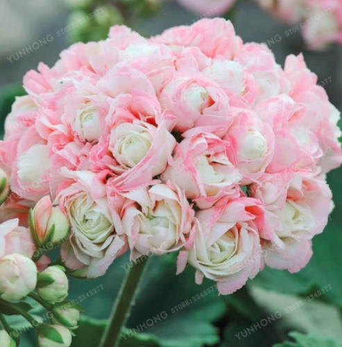Geranium Seed Apple Blossom Rosebud Pelargonium Potted Balcony
