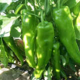 Ruila Spicy Goat's Horn Pepper Seeds