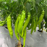 Ruila Spicy Goat's Horn Pepper Seeds