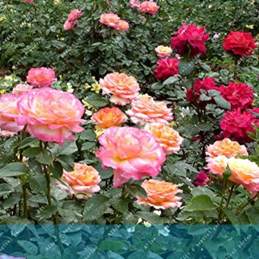 Chinese Rose Seeds Garden Balcony Four Seasons Mixed Color