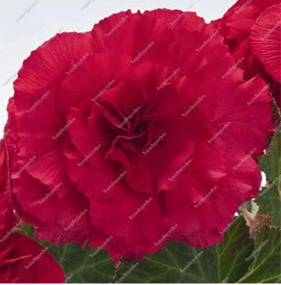 Exotic Rieger Begonias Begonia Beautiful Seeds
