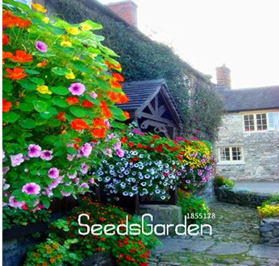Hanging Nasturtium Seed Garden Plant Flowers Hanging Flower