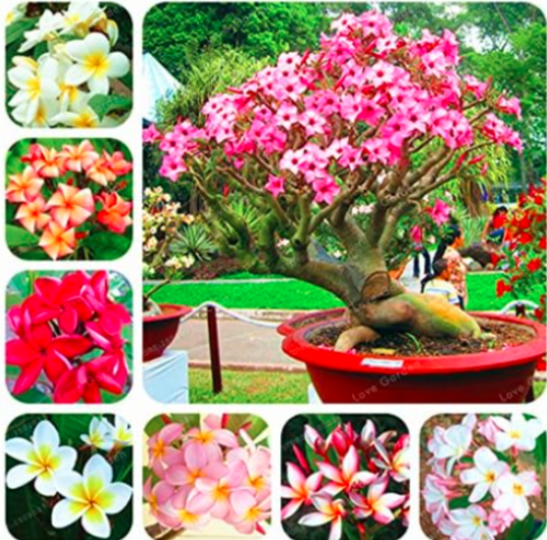 Garden Frangipani Mixed Color Plumeria Rubra Flower Seeds