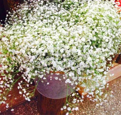 Gypsophila paniculata Plant Seeds, Perennial Garden Flower Plant