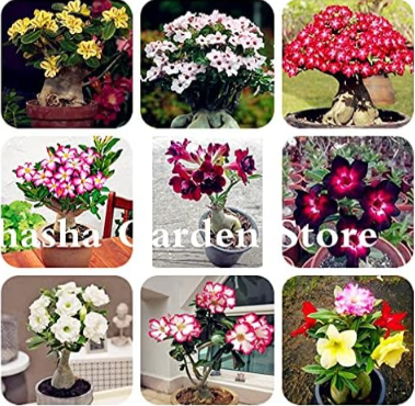 Exotic Rare Desert Rose Flower Mixed