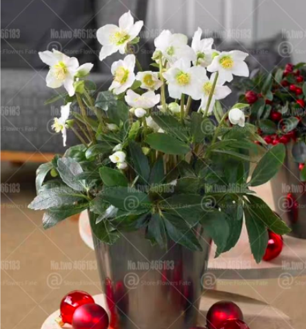 Helleborus niger Seed flowers Christmas rose flower Cold-resistant plant (Color: 1)