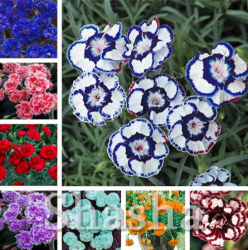 Mini Carnations Seed Balcony Potted Plants Dianthus Caryophyllus