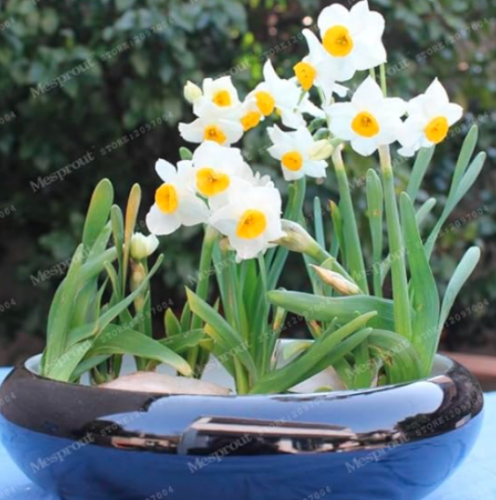 Narcissus Flower Daffodil Seed Absorption Radiation Narcissus Tazetta (Color: 10)