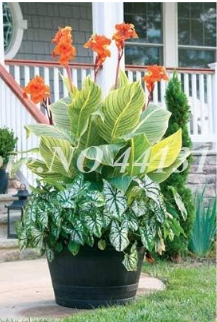 Real Canna Lily Beautiful Indoor Seed Potted Flower