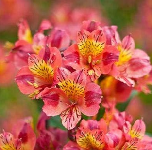 Rare Peruvian Lily Alstroemeria Flower Mix-Color Beautiful Flower