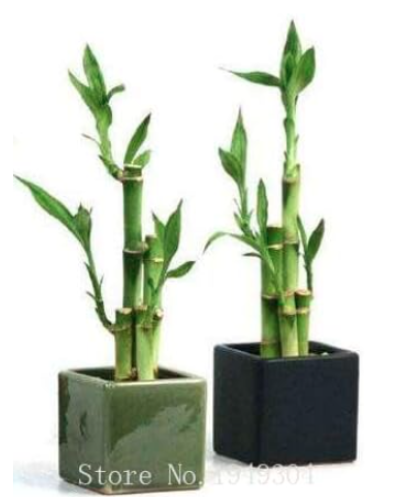 Bamboo Choose Potted Seed Variety Complete Dracaena Plant (Color: Mix)