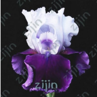 Iris Flower Seeds (Color: 10)