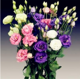 Eustoma Seed, Eustoma Flower Plnat, Seed Balcony Flower