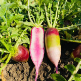 Ice Cream Radish Seeds