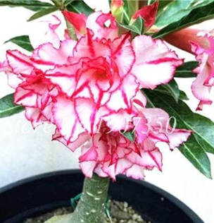 Desert Rose Flower Seed (Color: 5)