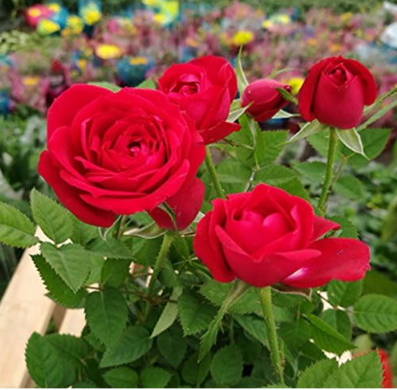 Rare Chinese Red Rose Seed Flower Balcony Plant Seed