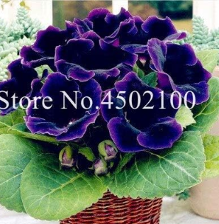 Rainbow Gloxinia Bonsai Plants Perennial Sinningia Gloxinia Flower Seeds