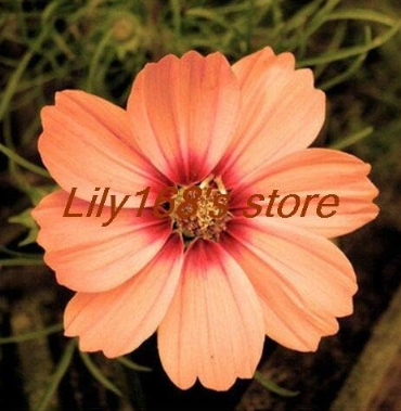 Chocolate cosmos Seed, blooms throughout The summer, and has a rich like chocolate