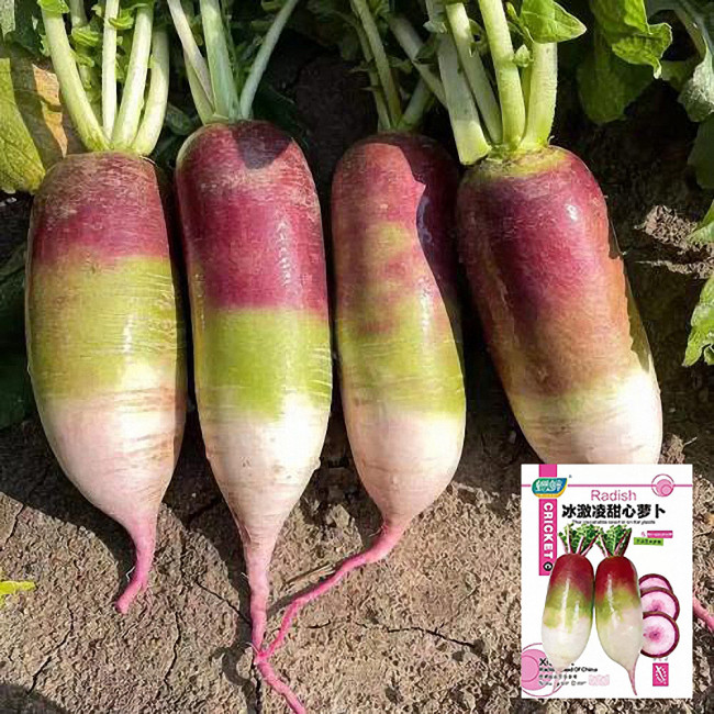 Ice Cream Radish Seeds