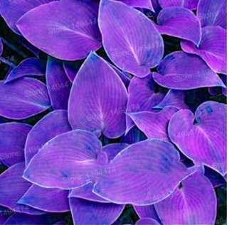 Hosta Plant Seeds, Hosta 'Whirl Wind' in Full Shade